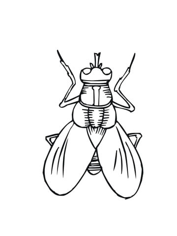 House Fly Coloring Page